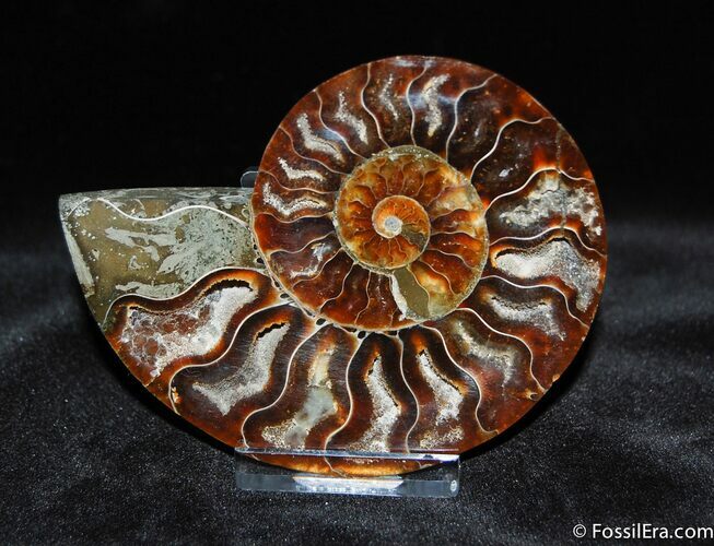 Beautiful Inch Dark Color Split Ammonite (Half) #369